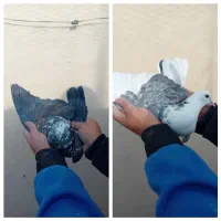 کفتر کبوتر پرشی