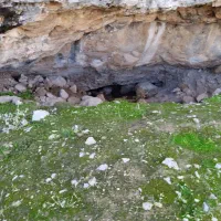 بذر مخصوص شاهیوند