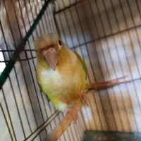 کوتوله و گرینچیک