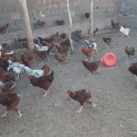 مرغ خروس|حیوانات مزرعه|باشتین, |دیوار