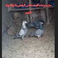 کفتر گم شده