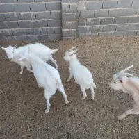 چبش سانن اصل وارادتی|حیوانات مزرعه|مشهد مرغاب, |دیوار