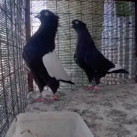 سینه سیاه