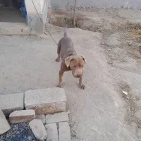 سگ ماده پیتبول|سگ|کرج, ساسانی (قلمستان)|دیوار