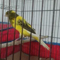 قناری خونگی به شرط