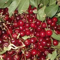 آلبالو گیلاس درجه یک