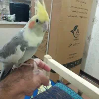 عروس هلندی گمشده