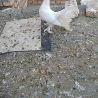 کفتر دم چتری