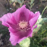 گل فروشی توضیحات