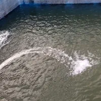 فروش بچه ماهی آموروکپور سالم.فروش درمحل کناراستخر