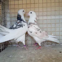 کبوتر پرشی اصیل تهران