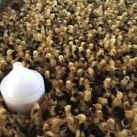 انواع جوجه طیور|حیوانات مزرعه|اصفهان, دنارت|دیوار