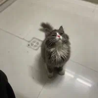 گربه گمشده|گربه|حمیدیا, |دیوار