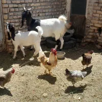 شاه بز پاکستانی فروشی