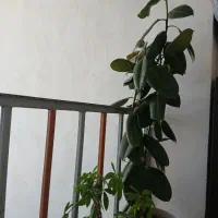 گل گوش فیلی|گل و گیاه طبیعی|کرمانشاه, |دیوار