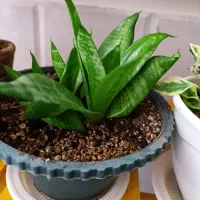 گلهای فروشی|گل و گیاه طبیعی|فردوس (خراسان), |دیوار