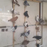 کبوتر پلاکی رنگی نر ماده|پرنده|شیراز, کرونی(خاتونک)|دیوار