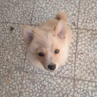 سرپرستی سگ پامرین