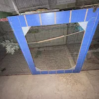 قفس بزرگ پرنده|لوازم جانبی حیوانات|بندر دیر, |دیوار