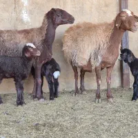 فروش ۱۲راس میش افشاری بره دار ۱۳راس بره پاشون هست|حیوانات مزرعه|طسوج, |دیوار