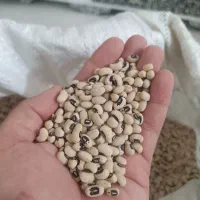 لوبیا چشم بلبلی یک دست تمیز تمیز