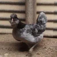 تخم مرغ گلین|حیوانات مزرعه|کرمانشاه, |دیوار