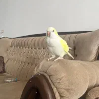 طوطی راهب گمشده مژدگانی|حیوانات|تربتحیدریه, مظفریه|دیوار