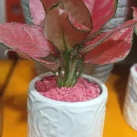 گلفروشی گلهای آپارتمانی|گل و گیاه طبیعی|تهران, وصفنارد|دیوار