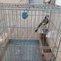 سهره سرسیاه|پرنده|سیدان, |دیوار