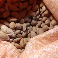 بادام درختی