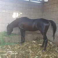 اسب نر خون خالص تیره عبیان