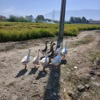 فروش غاز داشتی و پرواری