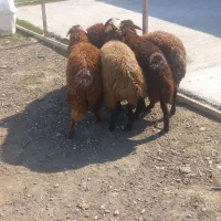 توقلی کهنه پنج عدد