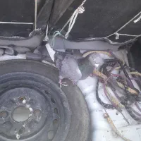 تعدادی گرفتنی.