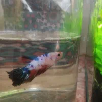 ماهی فایتر نر|ماهی|بندرعباس, |دیوار