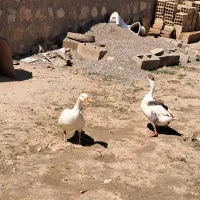 فروش غاز نر وماده