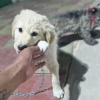 سگ گلدن روتریور|سگ|بیرجند, |دیوار