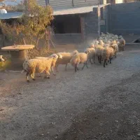 گوسفند|حیوانات مزرعه|ارمند, |دیوار