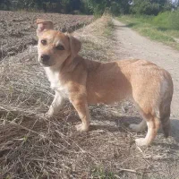 سگ پاکوتاه زیرک وخوشگل|سگ|گرگان, |دیوار