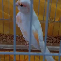 قناری ماده سفید لیمویی خیلی زیبا