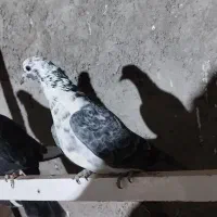 کبوتر|پرنده|یزد, |دیوار