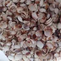 صدف دریای خزر