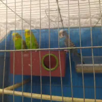 مرغ عشق|پرنده|شهرضا, |دیوار