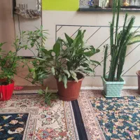 تعدادی گل به فروش میرسد