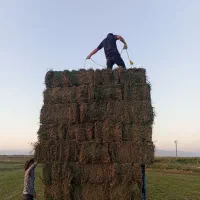 خرید فروش یونجه