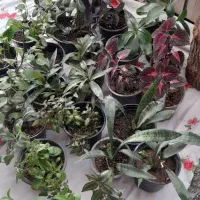 گلهای طبیعی|گل و گیاه طبیعی|شیروان (خراسان), |دیوار