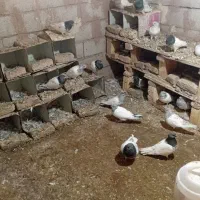 کبوترباشی گوی باشی موشی|پرنده|مرند, |دیوار