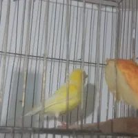 قناری قور ماده آماده