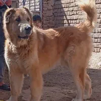 واگذاری نروماده درشت مودار ب ضمانت گله گ