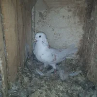 یه نر یه ماده ماهرو